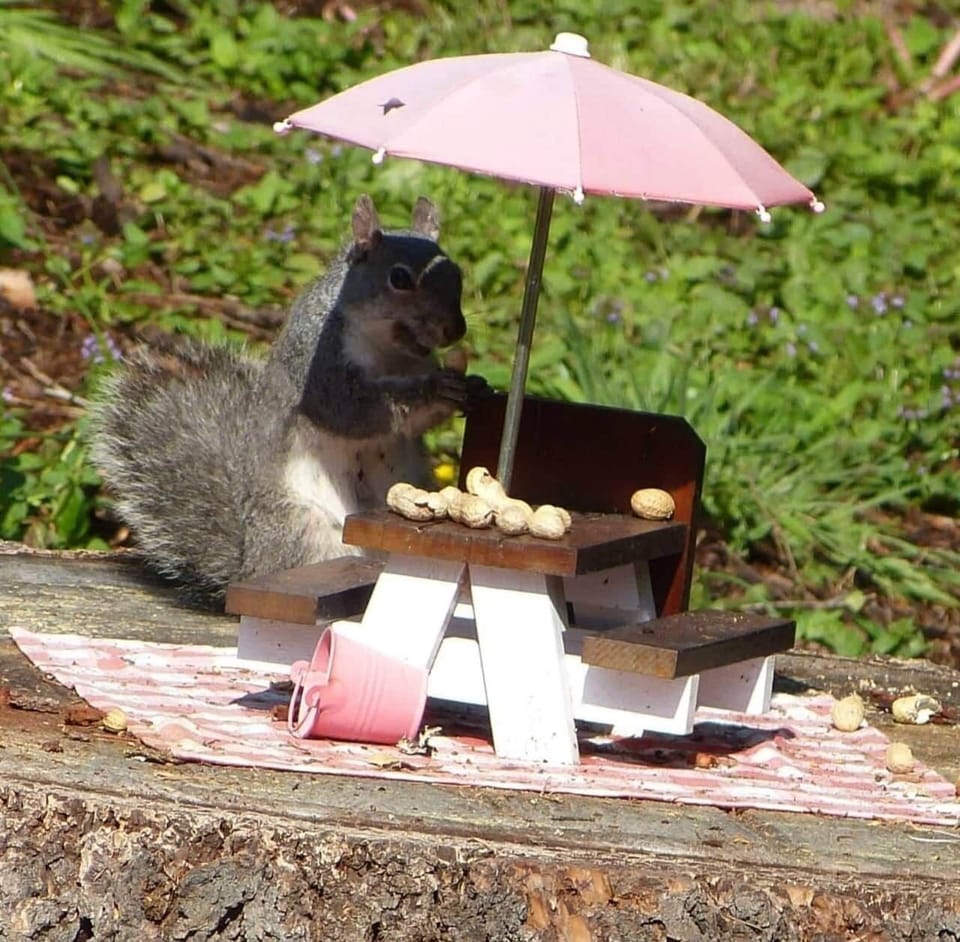 Squirrel 