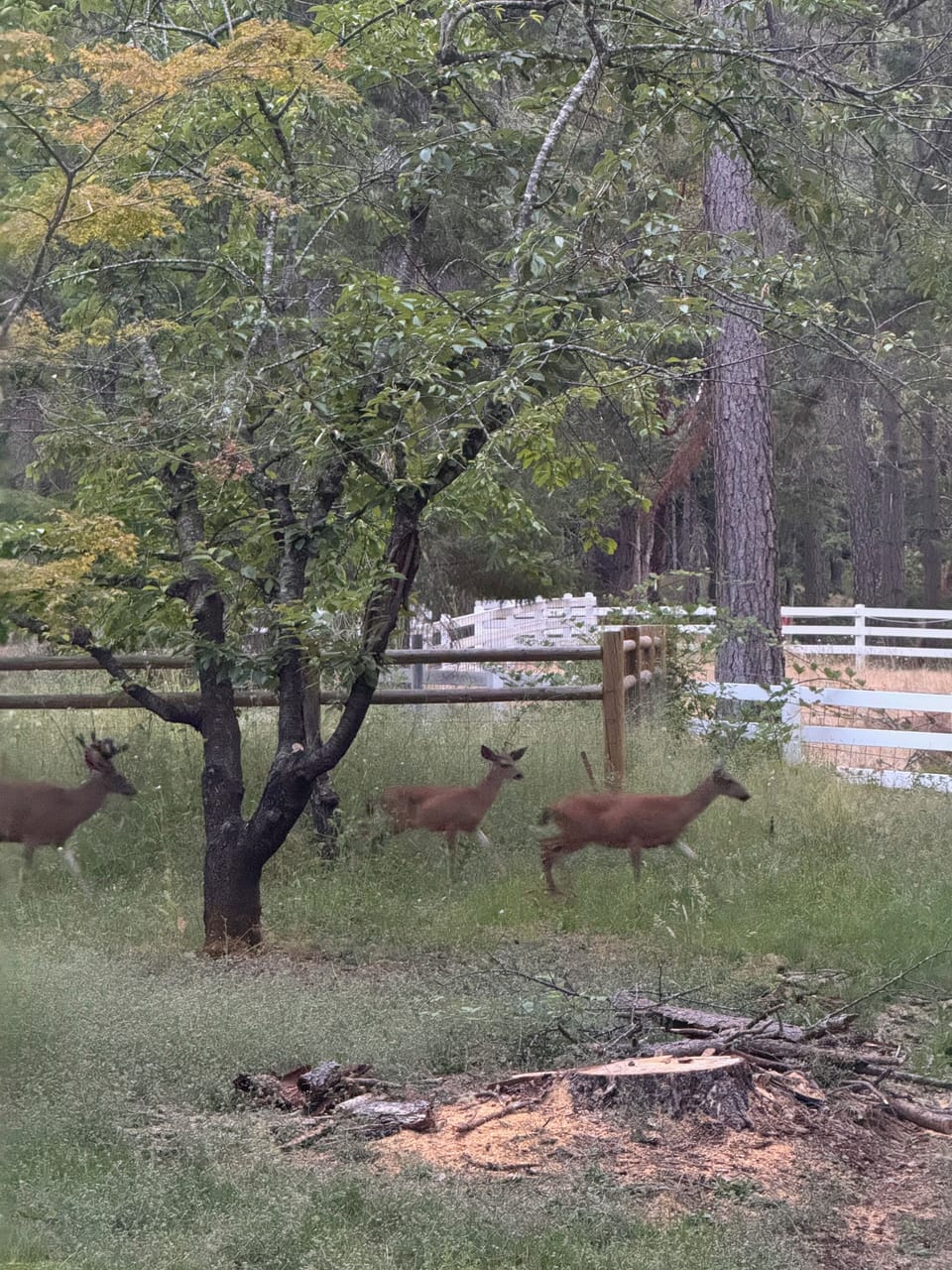 Deer