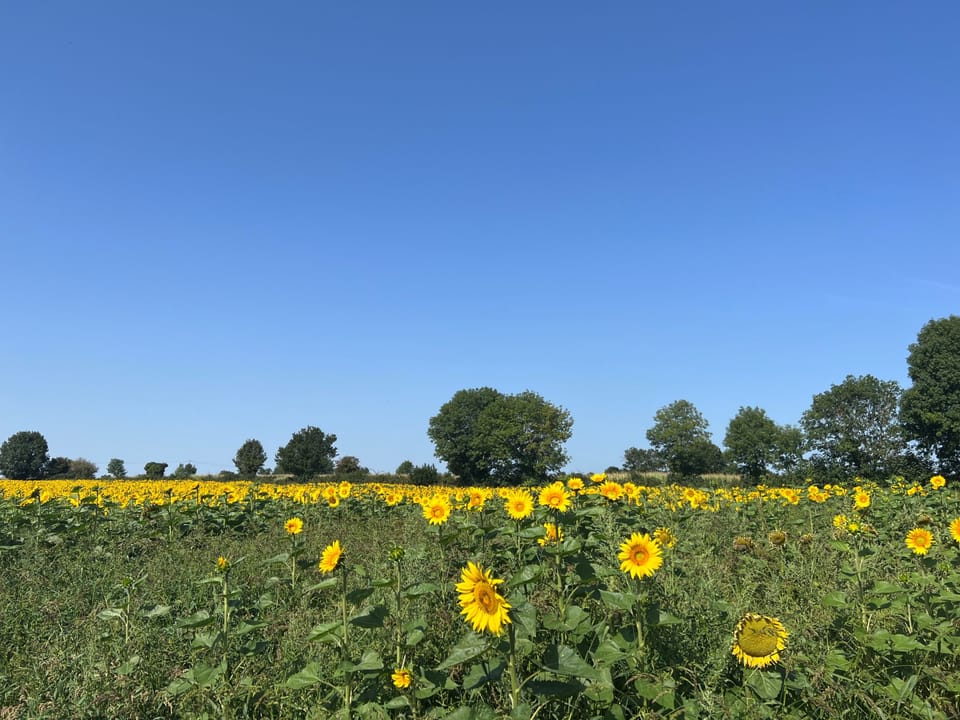 Adjoining field of sunflowers 