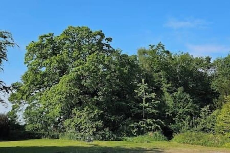 Surrounding Greenery