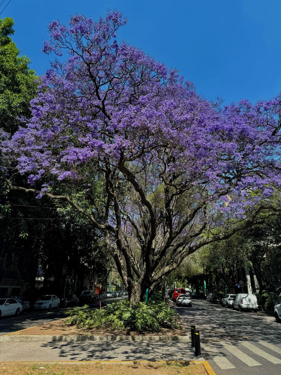 My street when the Jacaranda are in bloom in the spring