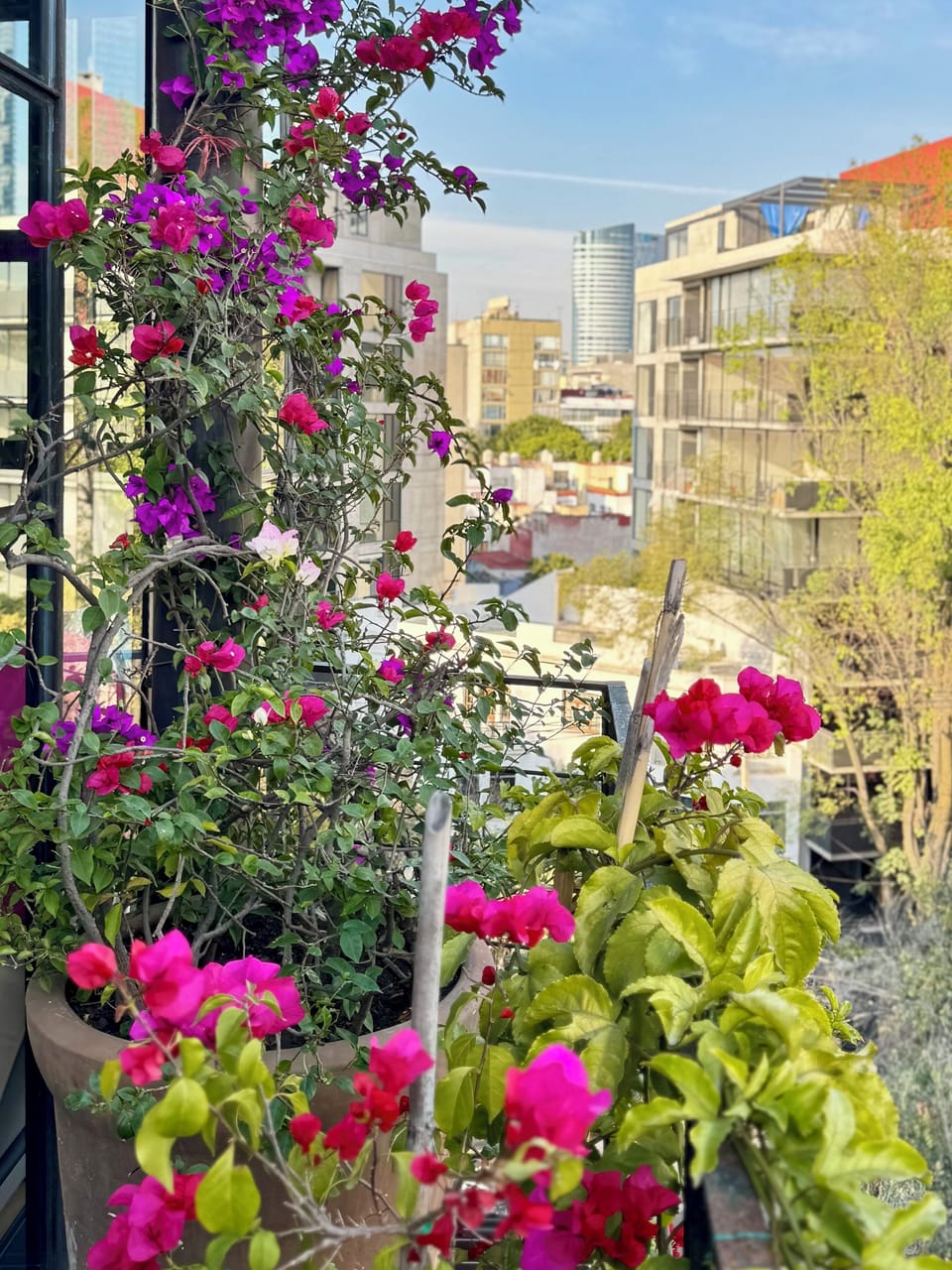 Bougainvilleas blooming on the 2nd floor balcony 