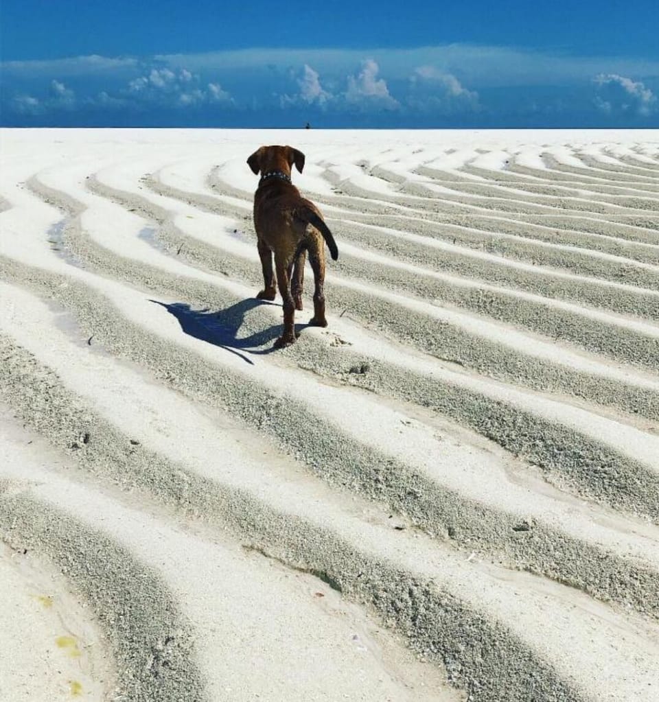 Pet-friendly