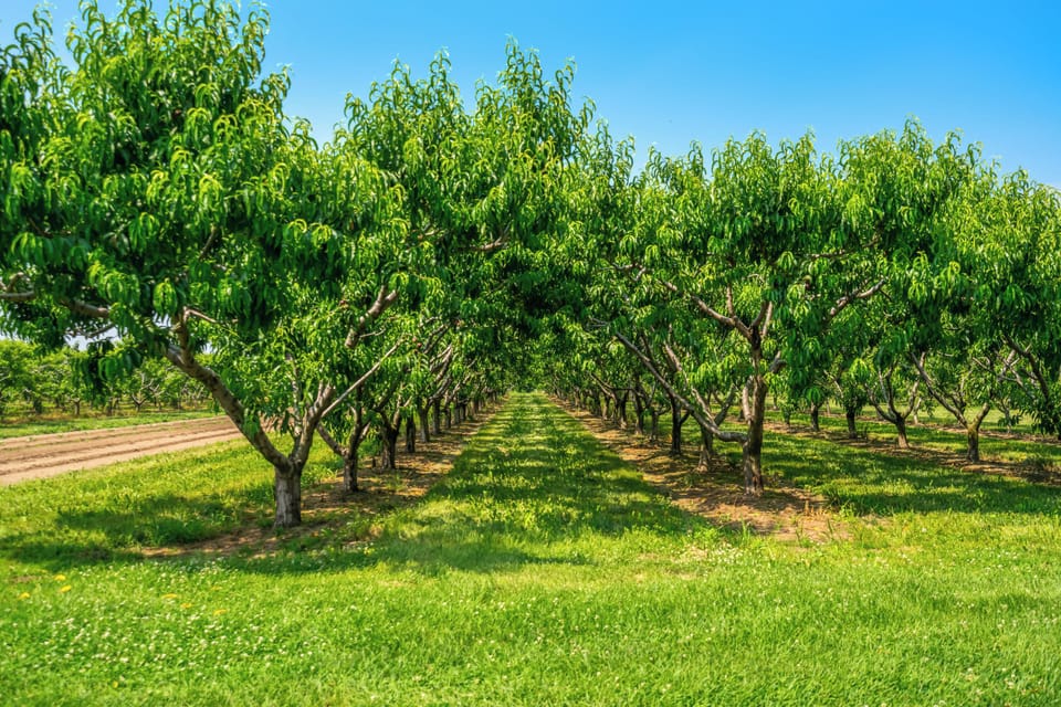 Orchards surrounding the back and side and front of the home. 