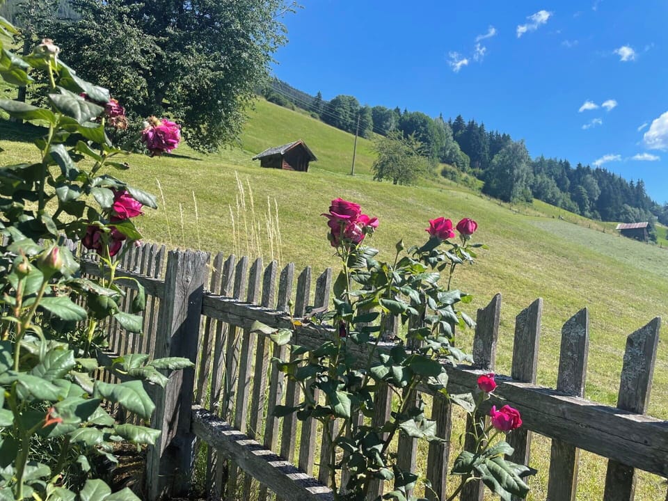 Flower, Petal, Spring, Garden, Flowering Plant, Fence, Herbaceous Plant, Rose Family, Wildflower, Home Fencing