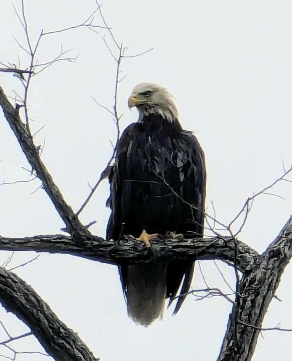 eagle