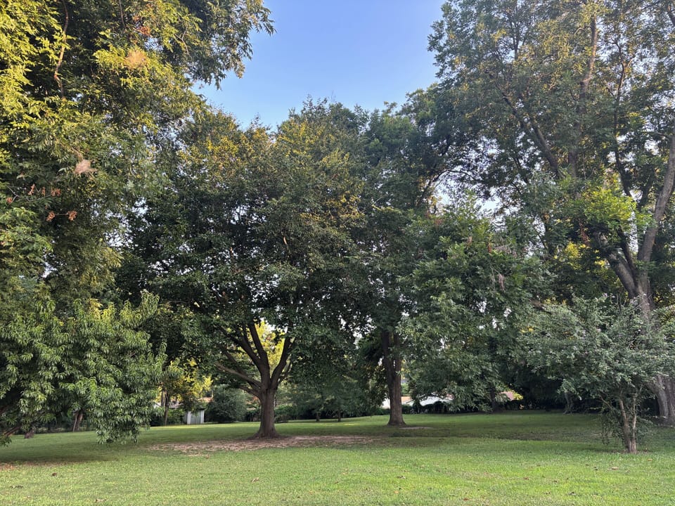 Back yard