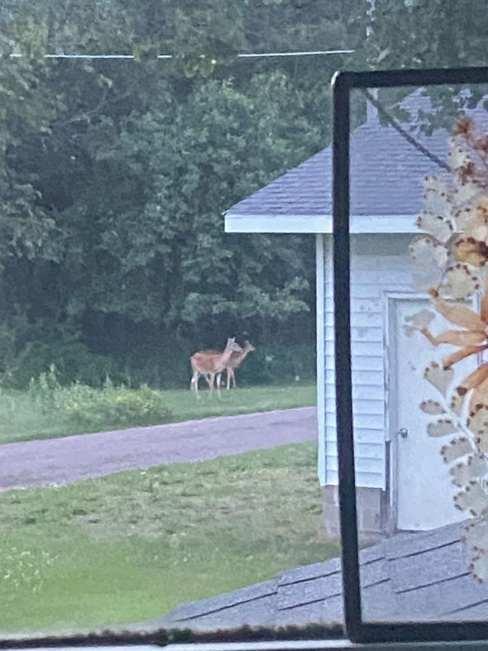 Deer everywhere!