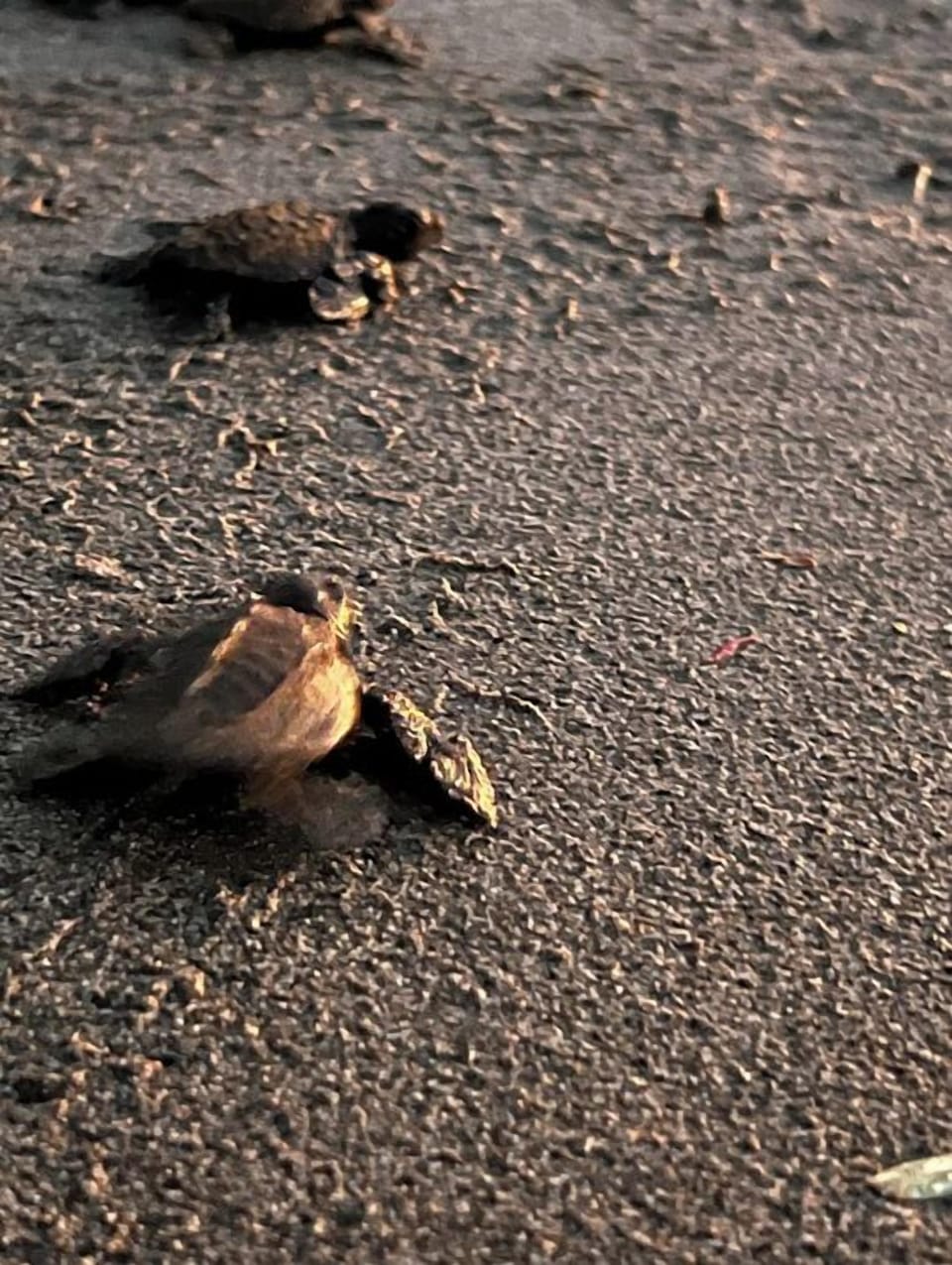 540x720 Coco- Turtles 02 portrait 
