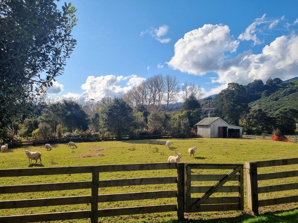 Adjacent Paddock - 4 Legged Residents!