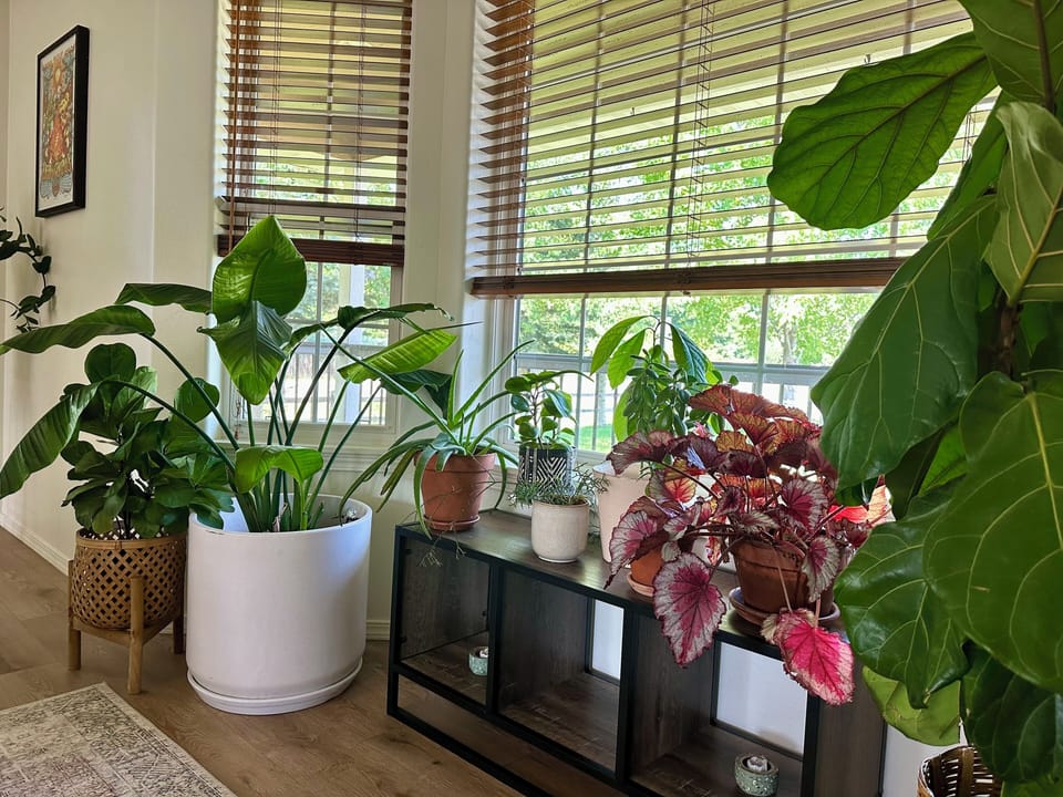 Botanical bungalow - loved lived plants through out home