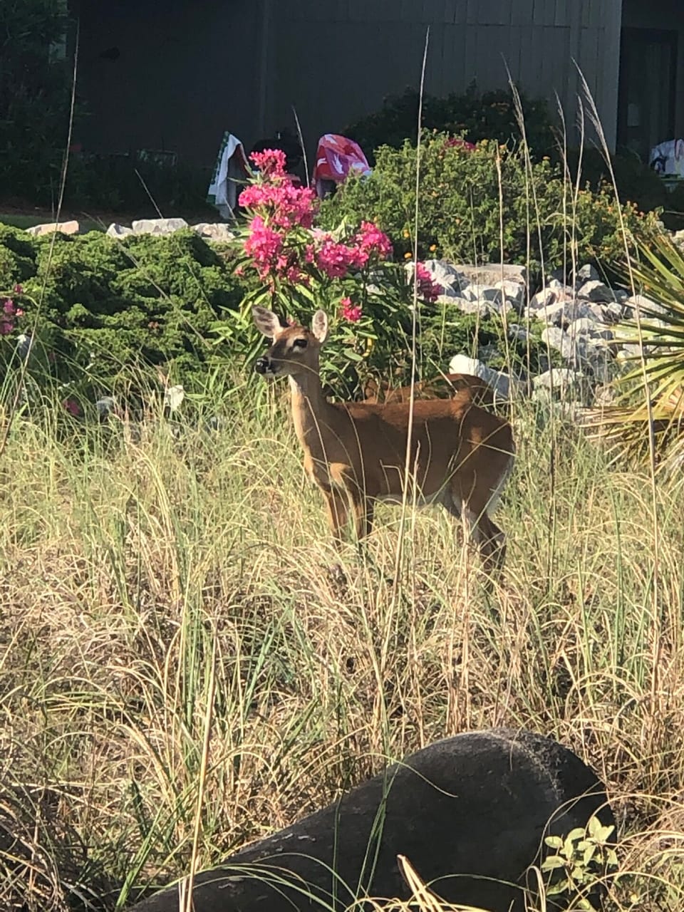 Whitetail Deer
