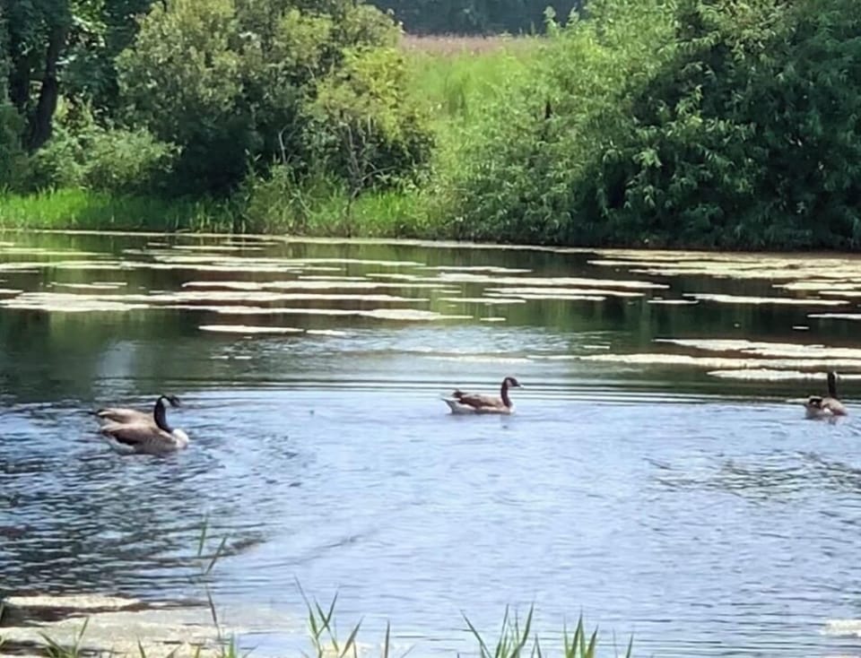 You can relax and enjoy the water view of the beautiful 5 acre pond!