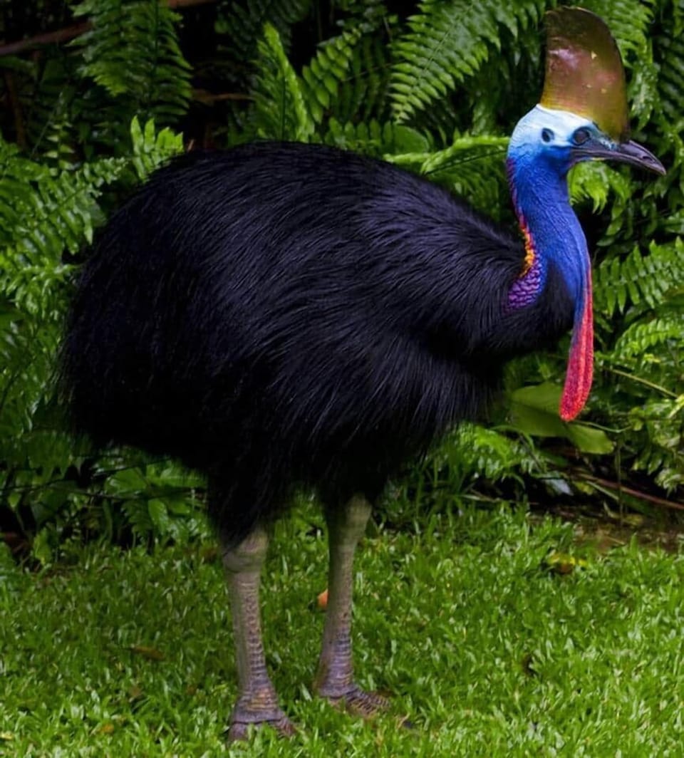 FemaleCassowary
