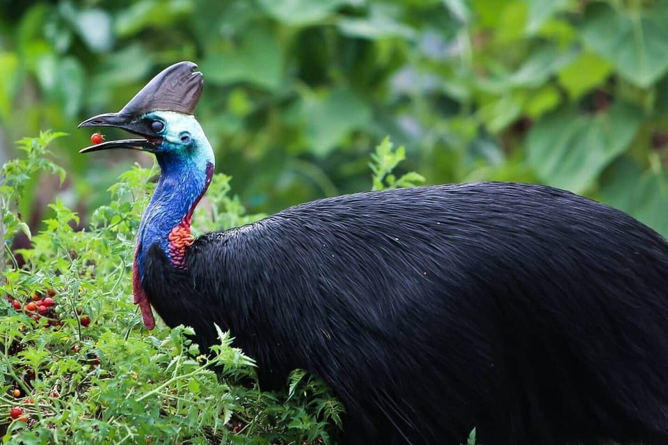 Cassowary