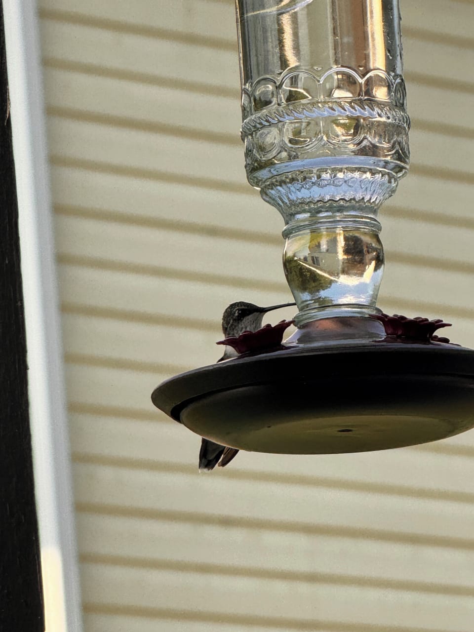 An early morning hummingbird visit on the side porch