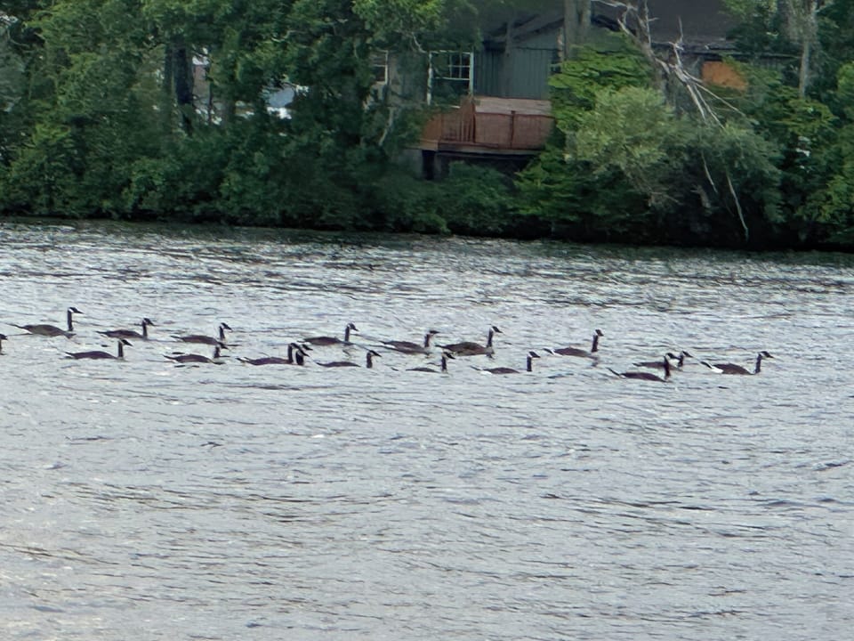 Ducks a swimming on lake
