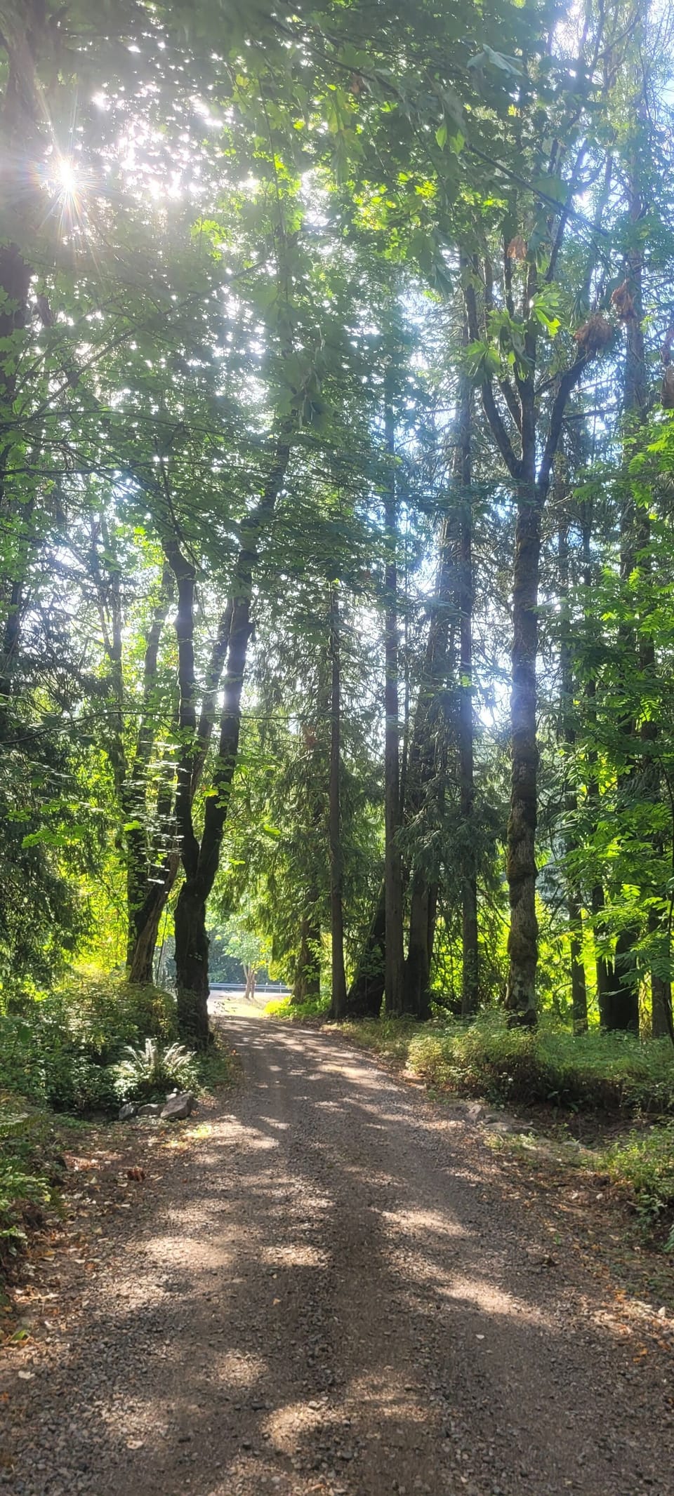 Tree covered driveway