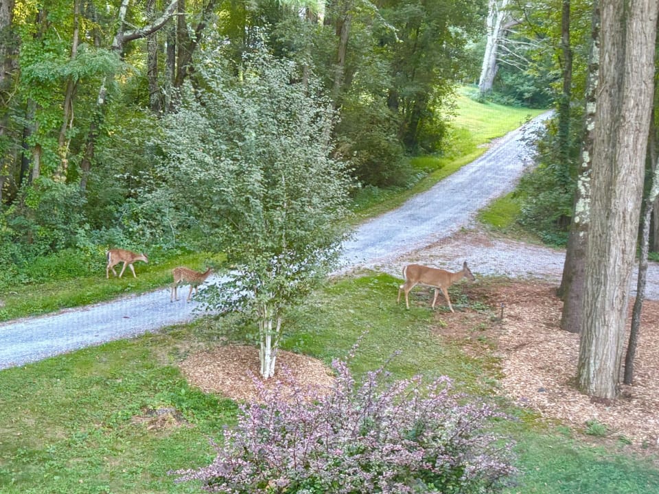 lovely private dirt road shared with only one other home- acres away out of view