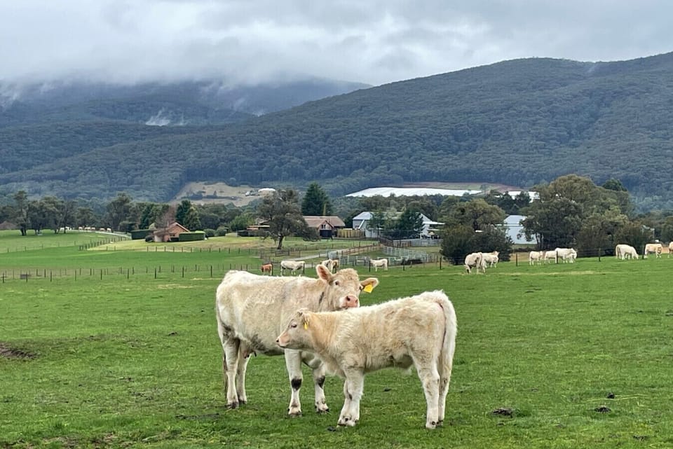 just a little cow cuddlin’ and cleanin’.