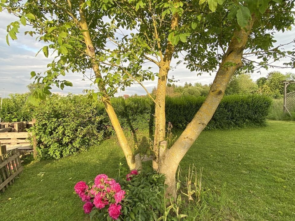 Ferienwohnung Bliesgau - apartment/apartment, shower, WC, 1 bedroom Apartment in Saarland, 66, Germany