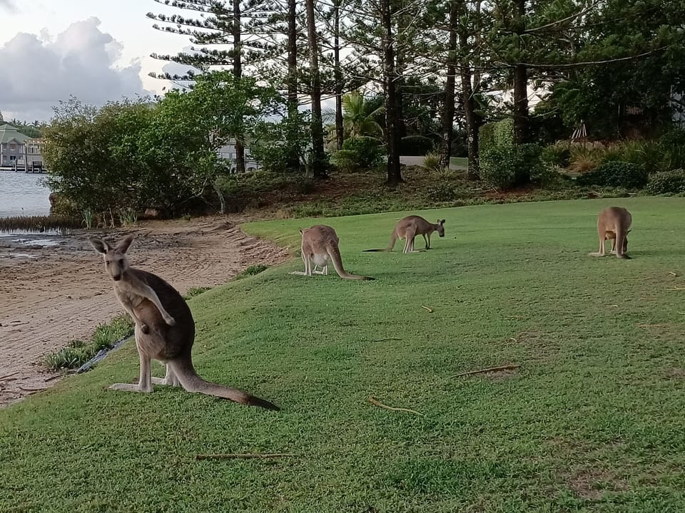 Kangaroos by the lagoon