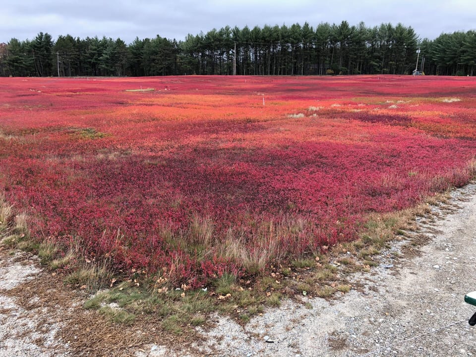 Blueberry Barrens
