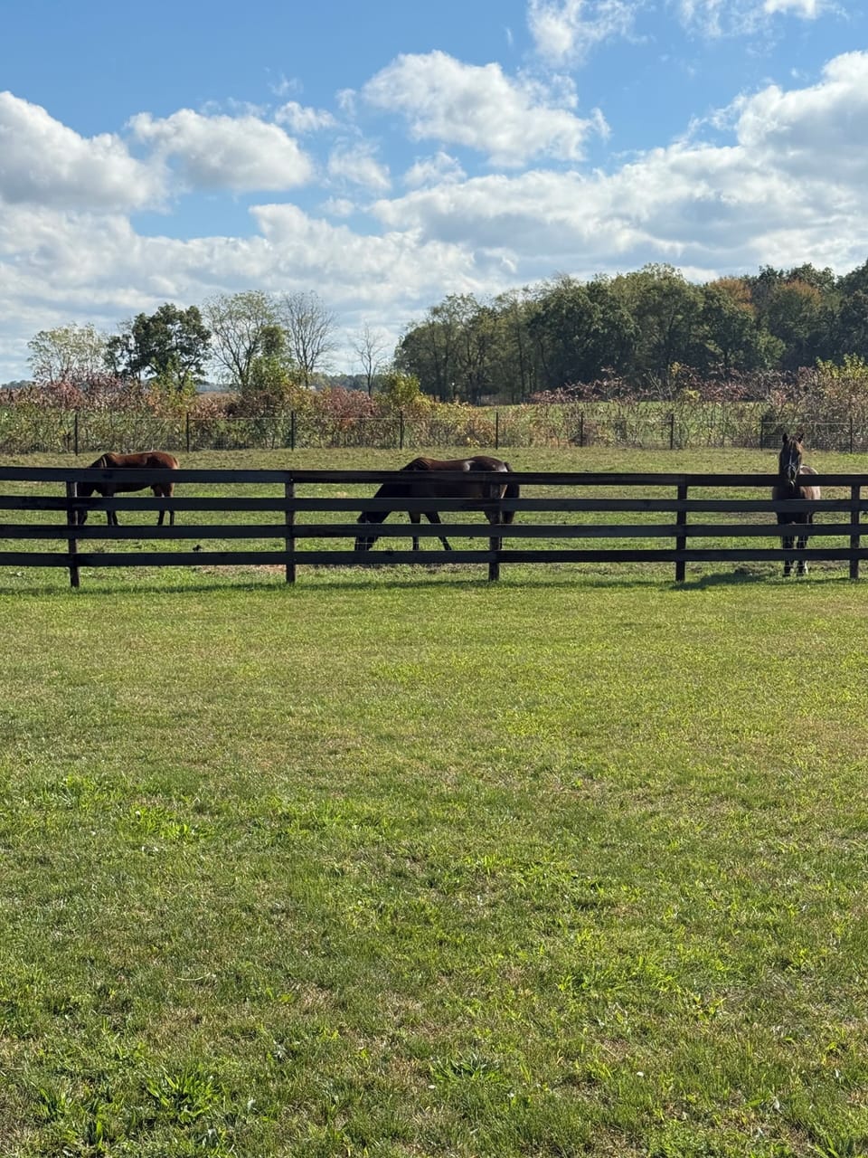 Neighbor horses grazing peacefully.