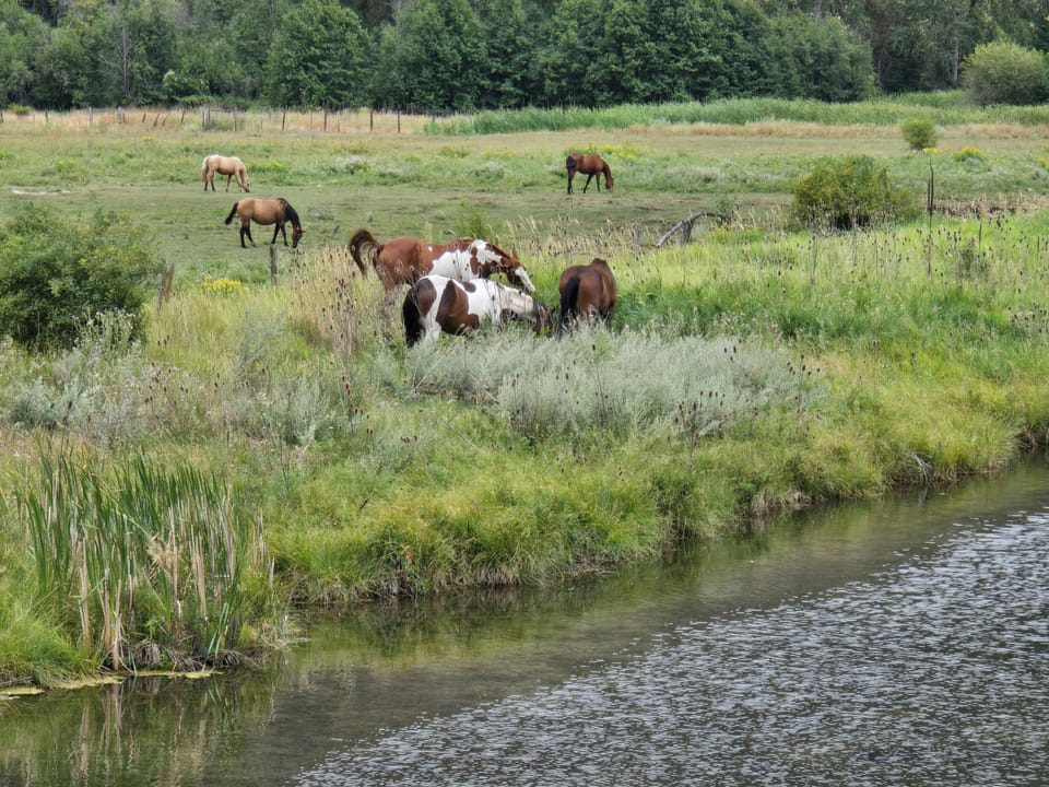 Neighbor horses.