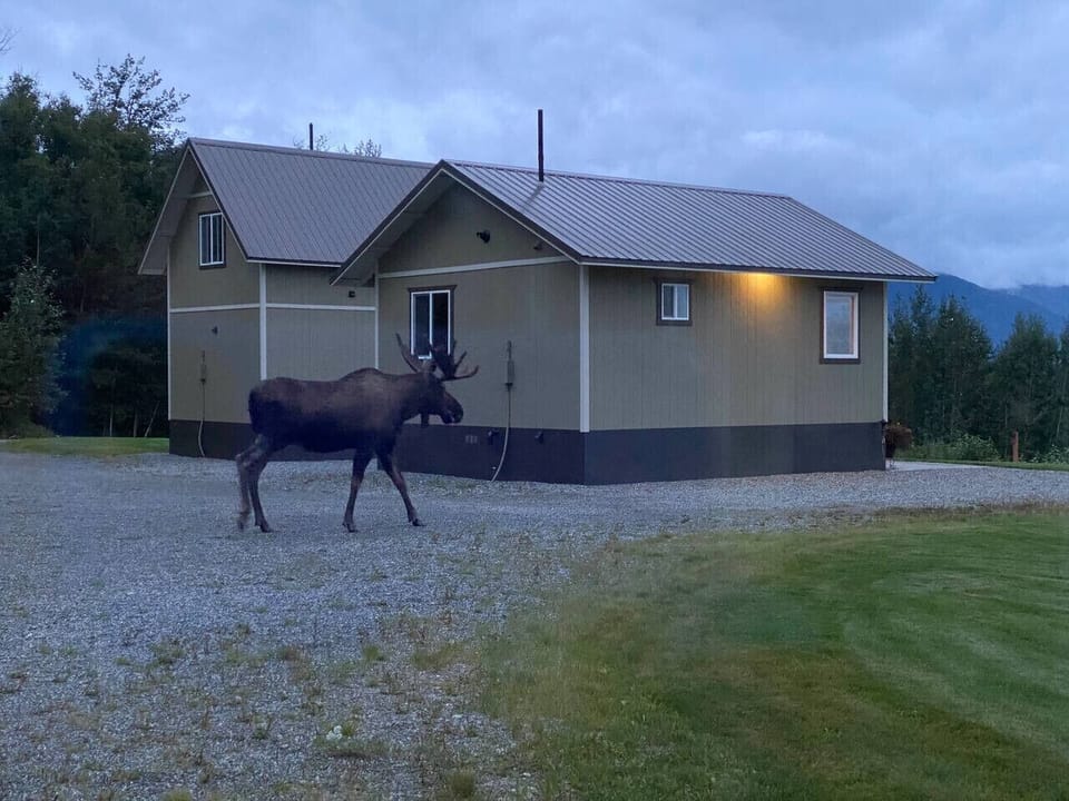 Bull Moose coming to Visit