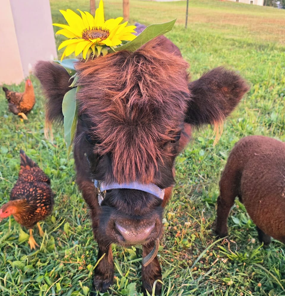 Yes we have mini higland cows