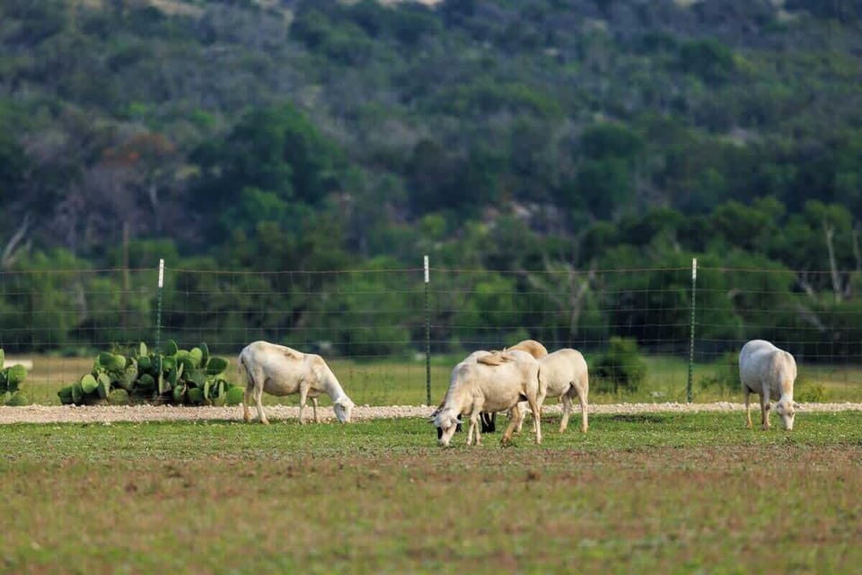 Donkeys roam the property.