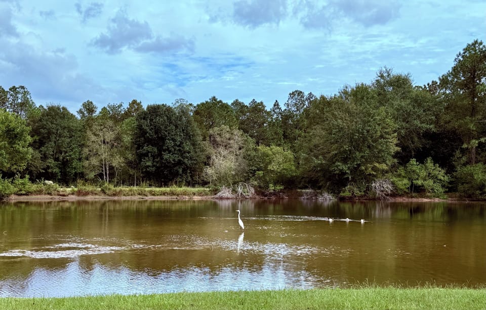 Cranes, ducks and geese frequent the shared lake each day