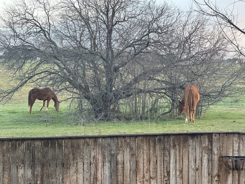 View from back patio