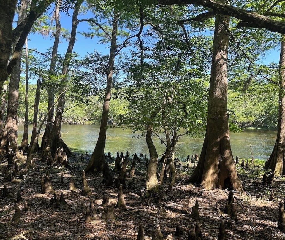 River views through the cypress trees 