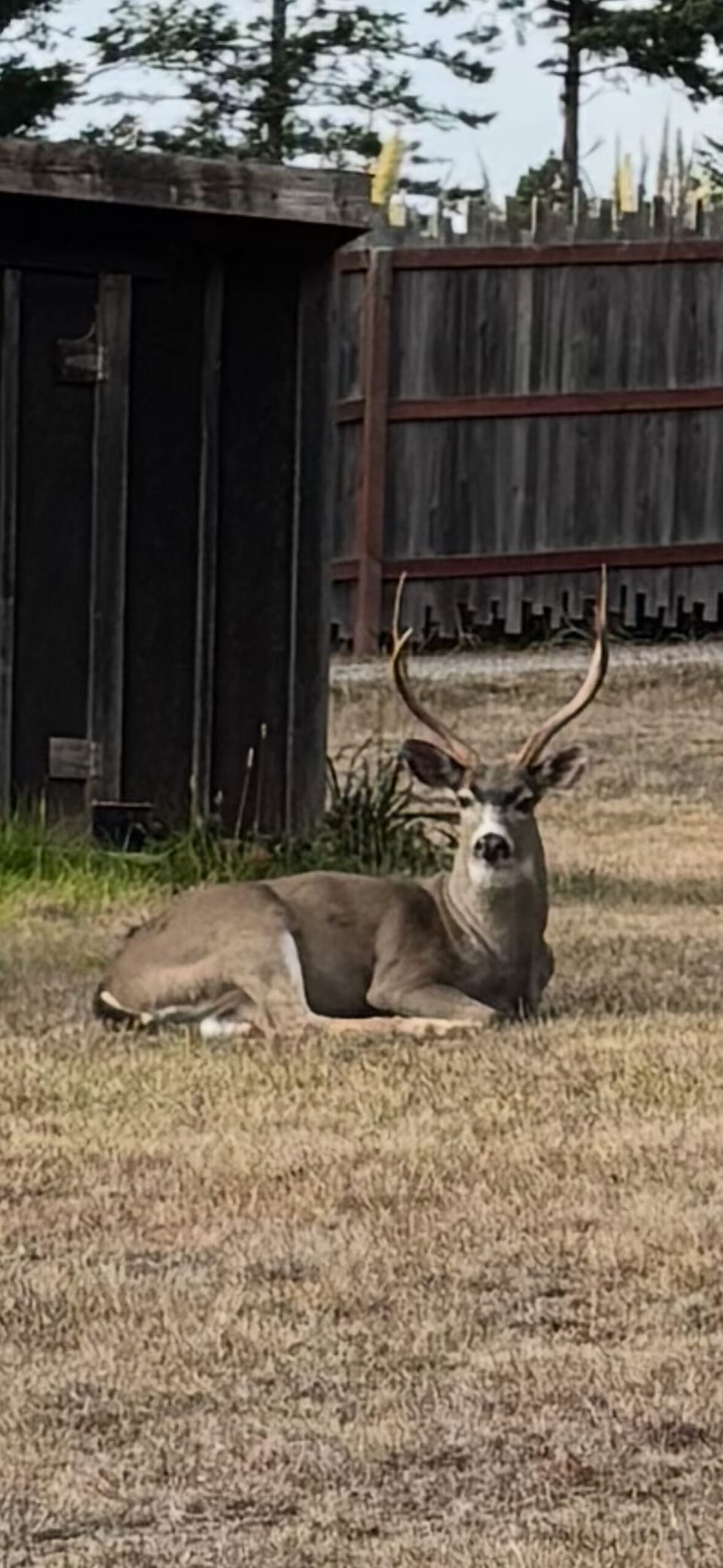 Our local buck
