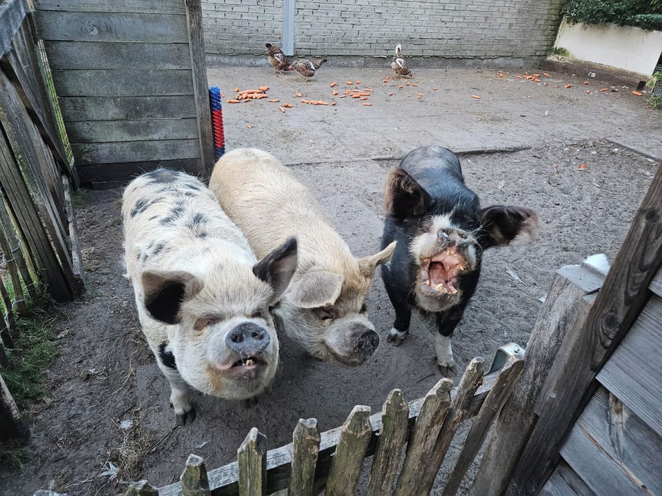 Miscellaneous