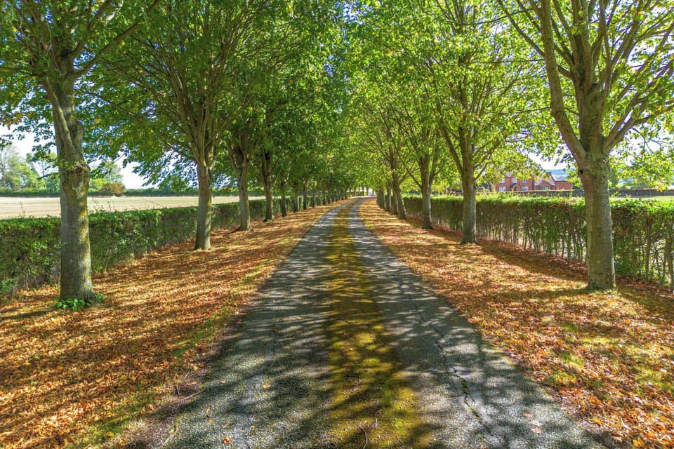Picturesque line of trees