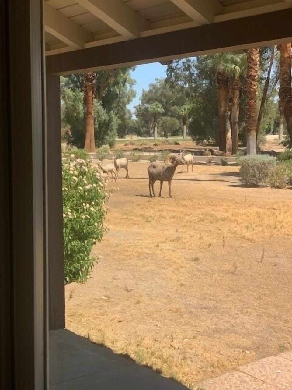The locals, coming down for a drink in the summer.