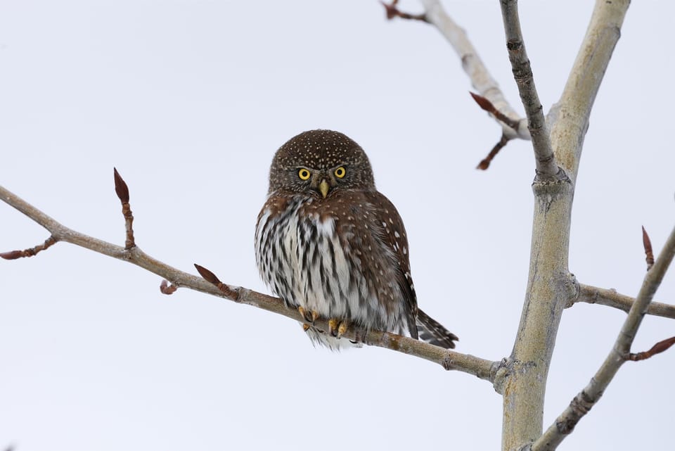 Northern Pygmy Owl on our Nature trail