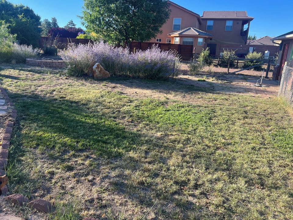 Your dog is welcome to run in the yard