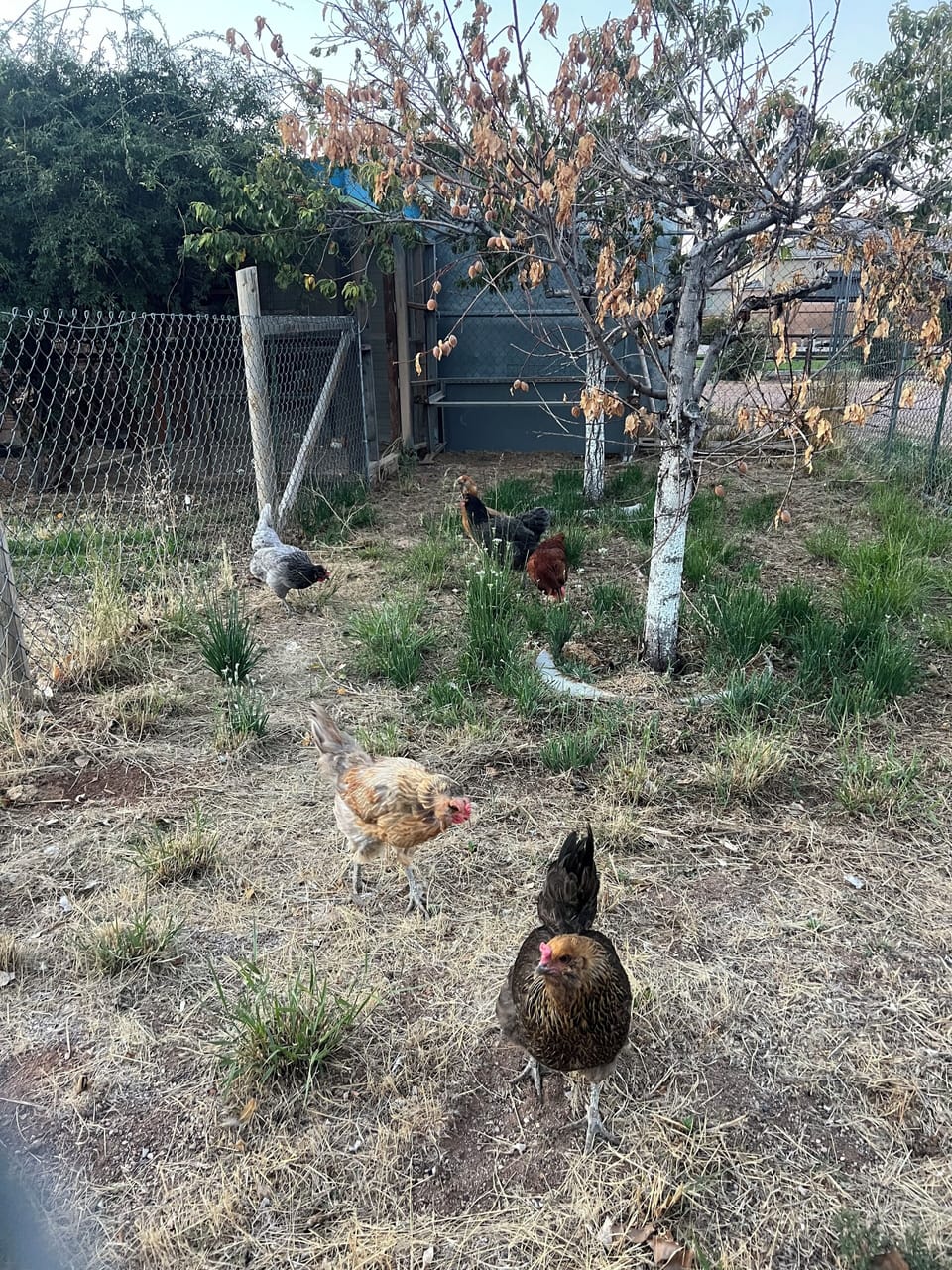 Come feed my hens