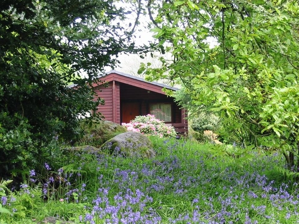 Beautiful Bluebells