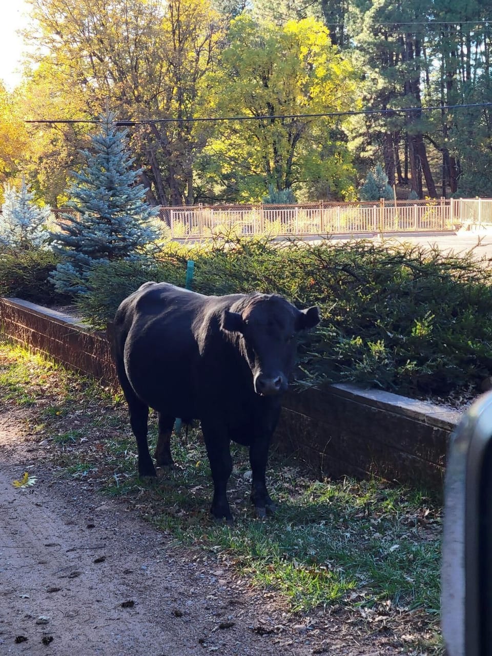 Visitor by Cabin