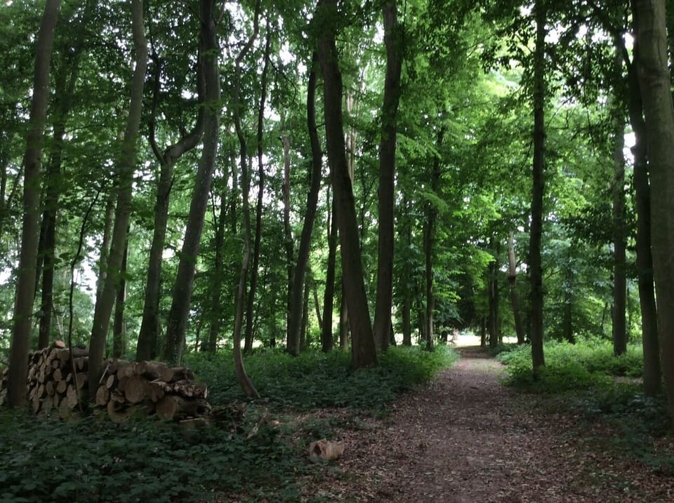 the private forest