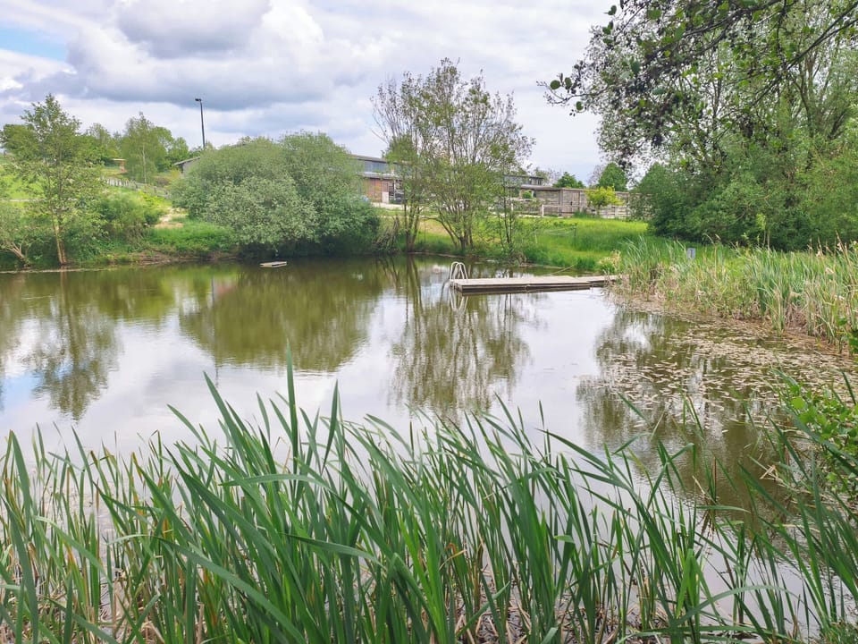 Naturteich mit Badesteg