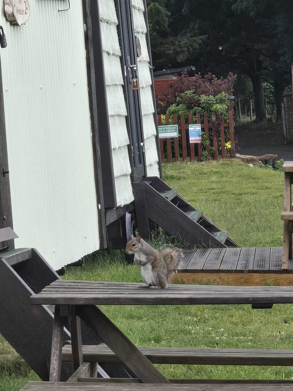 resident squirrel