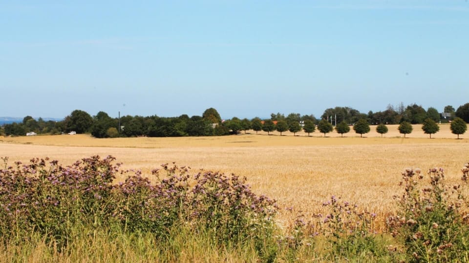 area