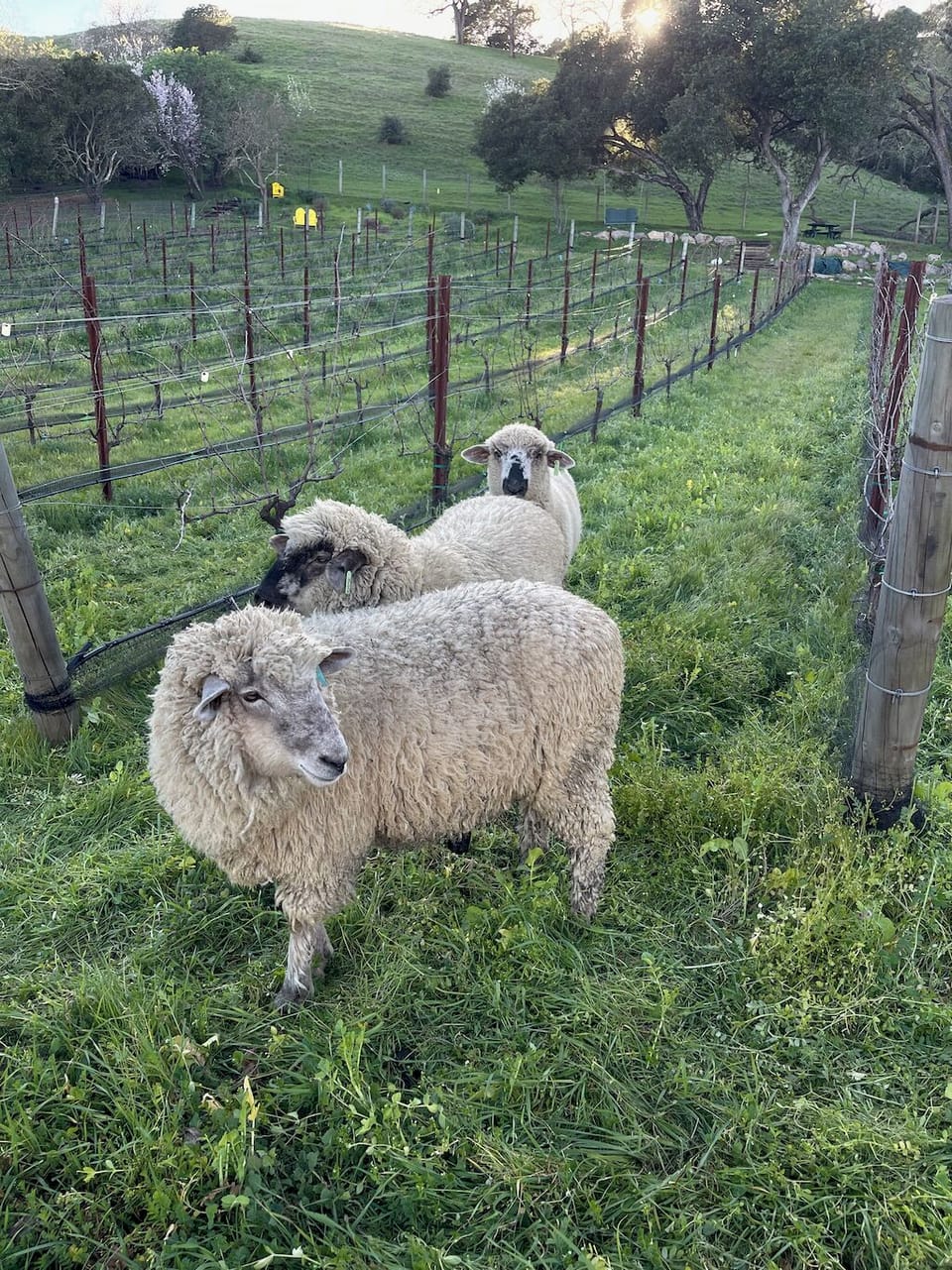 Sheep are brought in to the vineyard in the winter time to eat the cover crop