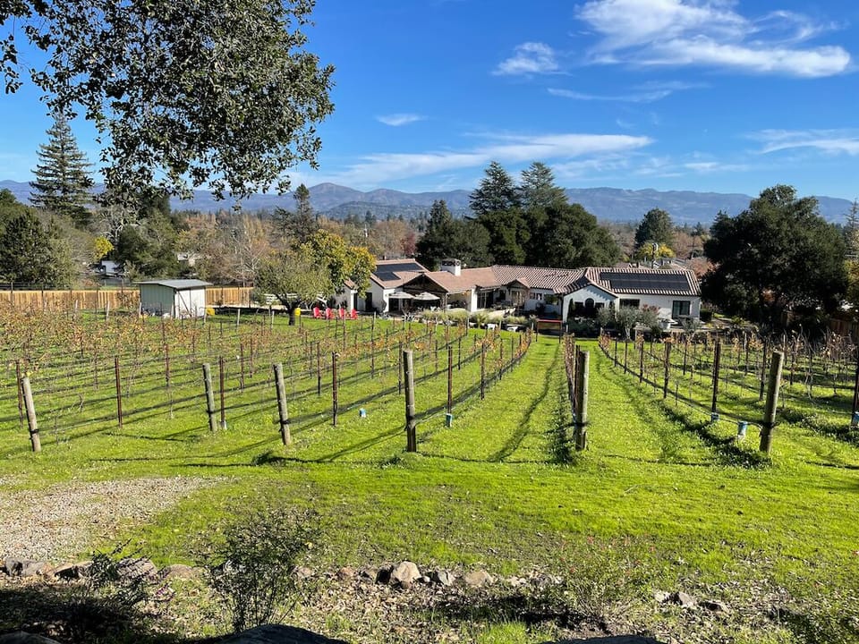 View of the vineyard in the winter